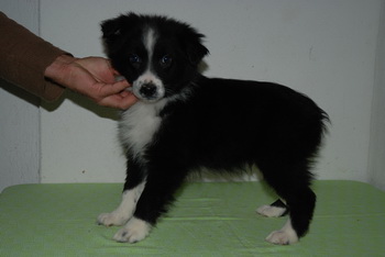 Australian Shepherd